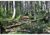 Boubín – za výhledy, pralesem i naučnou stezkou