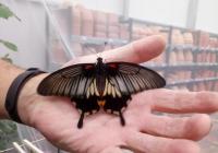 Motýlárium Olomouc