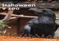 Halloween v Zoo Brno 