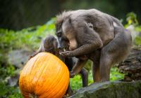 Týden duchů v Zoo Dvůr Králové nad Labem 